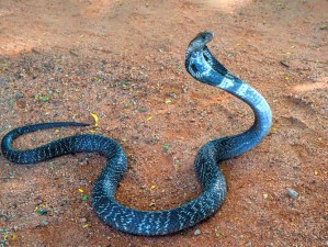 人与禽性7777777：探讨人类与动物关系的深层含义与互动模式