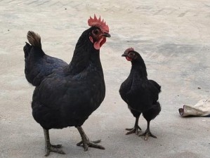 小鸡宝宝考考你 三过家门而不入的历史典故揭秘