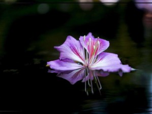 明日方舟2020紫色材料怎么高效获取？最新掉落攻略揭秘！