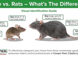 人曾交互 MOUSE 是什么？它有怎样的特点和作用？快来一探究竟