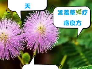 含羞草的羞涩之态：探索性爱的奥秘