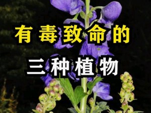 有毒草开迷人花图鉴，资源管理与高效利用的价值探索