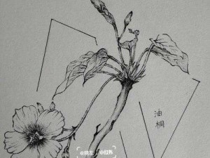 花与剑交织下，油桐树种子的采集与管理秘诀