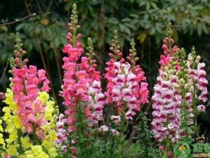 如何在小花仙手游中成功种植金鱼草？详细指南揭秘！