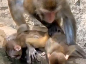 二人生猴子全程不盖被子黄：禁忌之爱