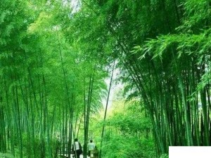 芳草萋萋流水潺潺美不可言：领略大自然的宁静与美丽