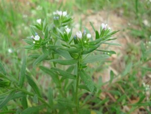 古代人生紫土田种植有何秘诀？哪种农作物才是紫土田的最佳选择？