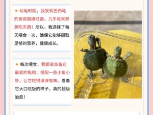 探索萌宠龟龟车新速度，揭秘高效获取秘籍全攻略