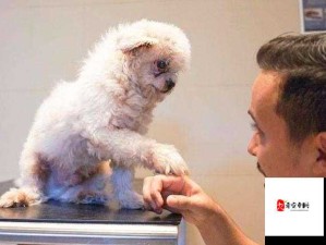 幻宠学院深度解析，提升宠物捕捉成功率与道具使用技巧