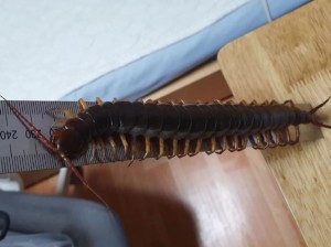 伊洛纳火焰蜈蚣究竟藏身何处？捕捉技巧与位置深度揭秘！