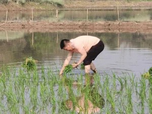 夫妻插秧 38 种方法图片大全之详细解读与插秧技巧介绍