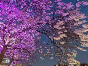 呼吸过度未增减 4.5 樱花，究竟隐藏着怎样的神秘魅力？好奇呼吸过度未增减 4.5 樱花为何能引发全网关注？呼吸过度未增减 4.5 樱花，为何能在网络上掀起热潮？