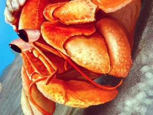 伊洛纳寄居蟹栖息地探秘，解锁其神秘生存奥秘