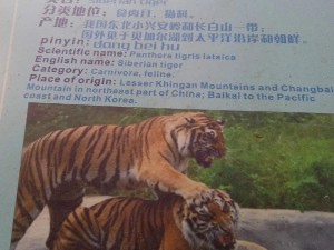 探索美血白虎的独特魅力：了解这一珍稀物种的生态习性及其保护现状