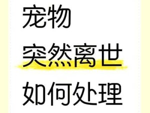 猫咪不见了该怎么办：快速寻找猫咪的实用指南