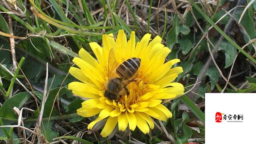 探索创造与魔法，小蜜蜂与花蕊的奇妙之旅
