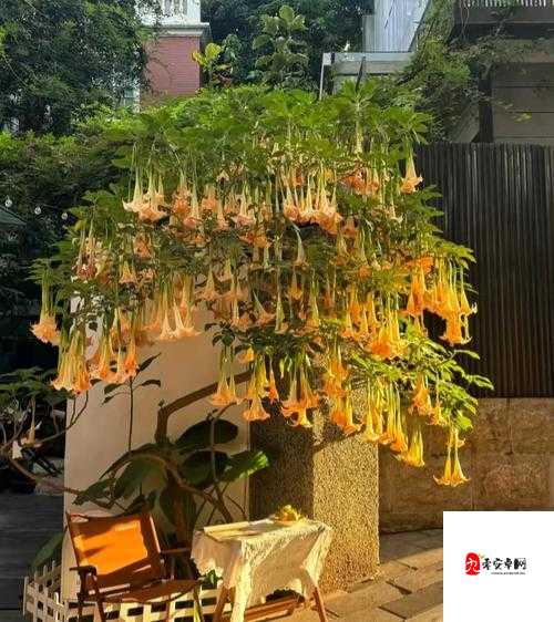 探索创造与魔法中的曼陀罗花，多重奇效与无尽魅力