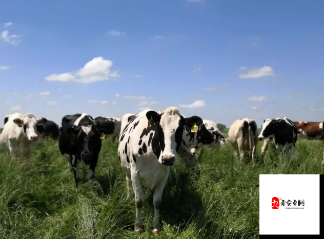 创造与魔法，轻松捕捉奶牛，打造你的专属牧场