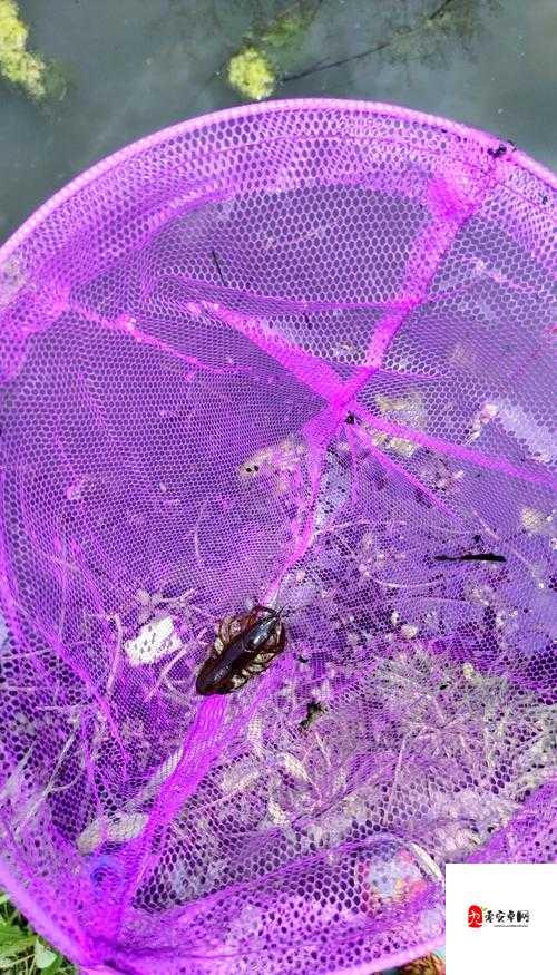 创造与魔法小龙虾钓饵怎么做