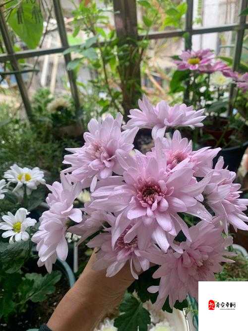 她的花苞如此紧凑：挺进时的奇妙体验