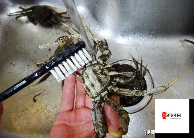 创造与魔法，解锁姜牛肉酱的美味秘籍