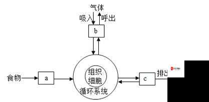 自由性与体内新陈代谢之间的关系探讨