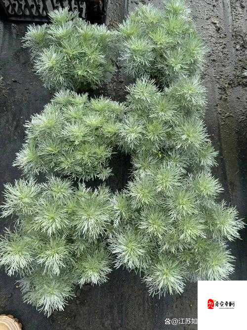 冰原守卫者朝雾草的多重价值与管理策略