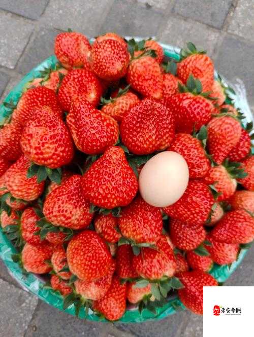 蜜丝婷大草莓与小草莓比较：差异与亮点解析