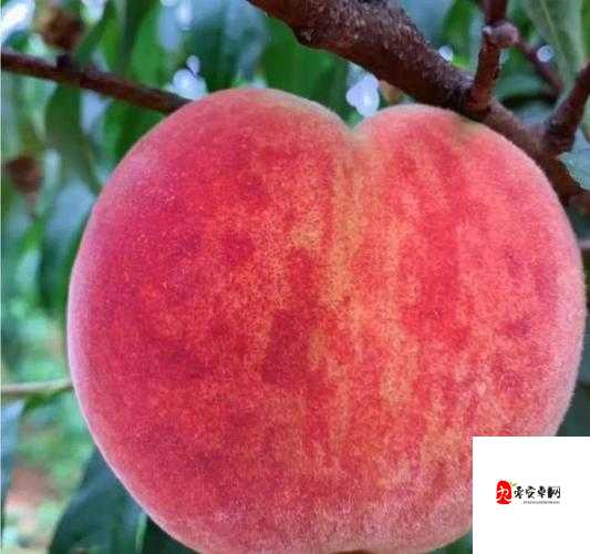 蜀门手游蟠桃园怎么捡桃子，资源管理的重要性与高效技巧