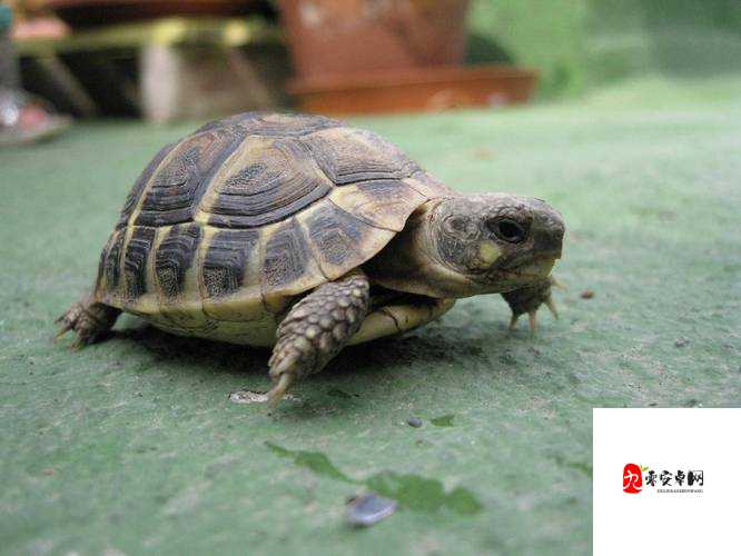 创造与魔法，揭秘乌龟生产龟蛋的奇幻之旅