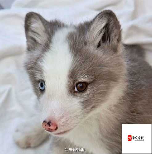 冰原守卫者白狐皮的作用及其管理策略