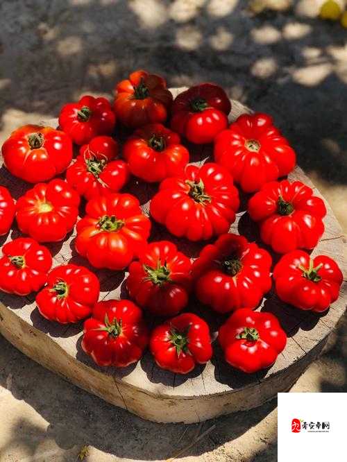 秘密花园我吃番茄酱：一个独特而有趣的组合