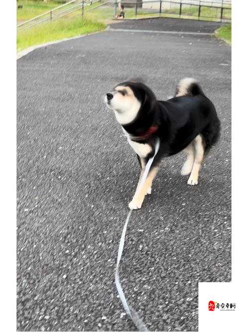 日本 MINDUP 狗与普通版对比：深度剖析二者差异与优劣