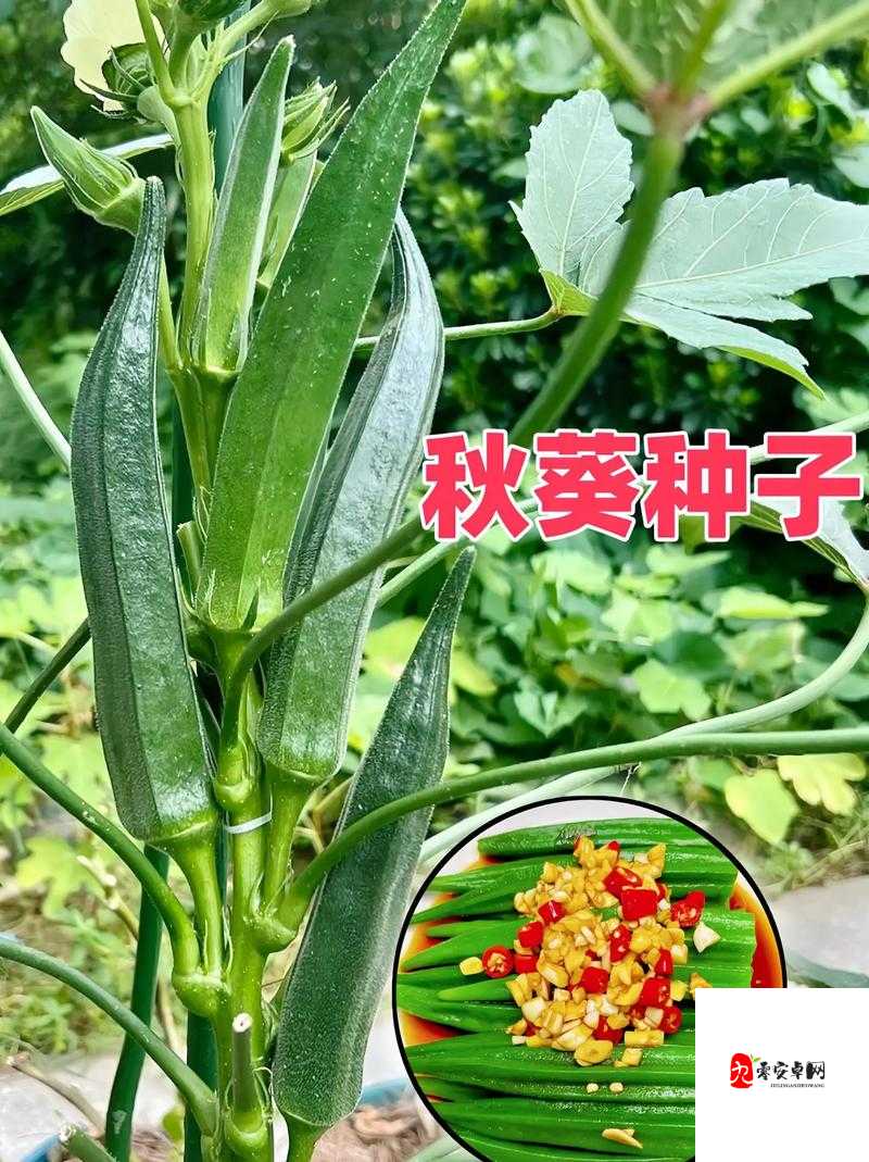 当水果与蔬菜相遇：草莓樱桃丝瓜秋葵榴莲黄瓜大全的奇妙世界