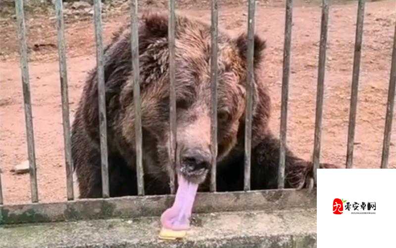 他的舌头仿若真有魔力一般令人惊叹不已