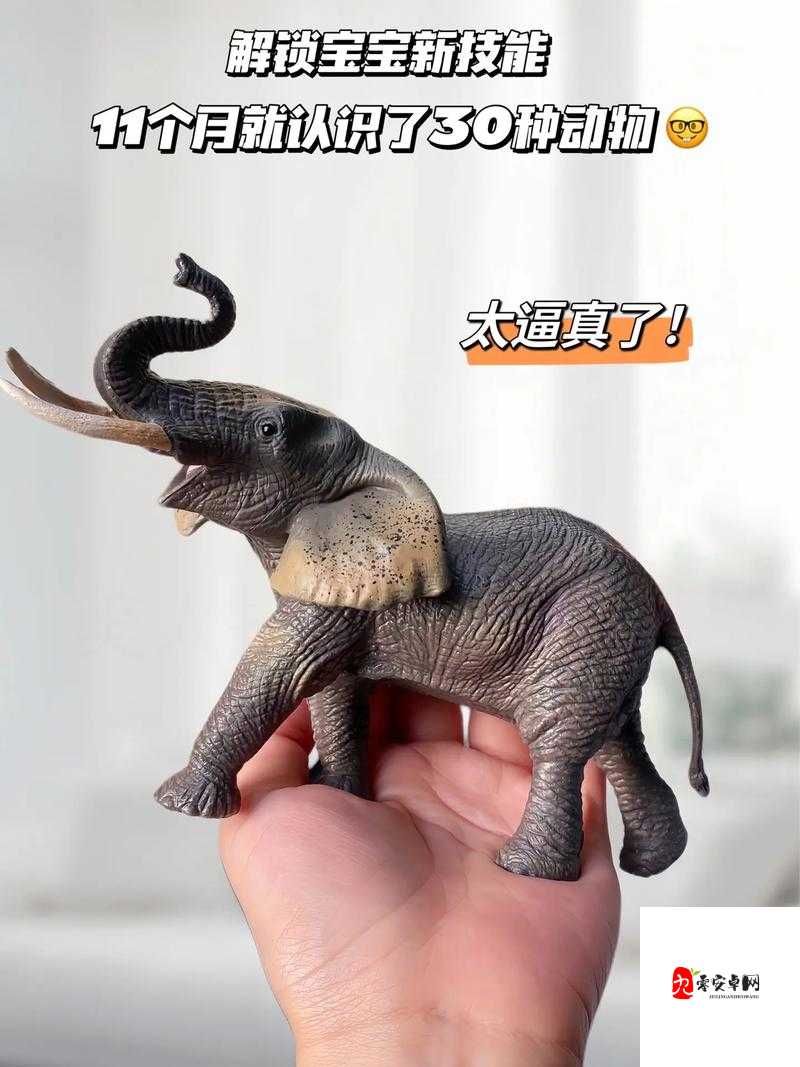 ZOOM 与动物 ZOOM ：一场奇妙的动物世界探索之旅