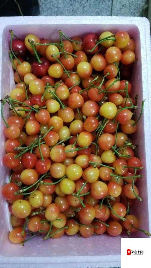 黄蜜大樱桃与红蜜区别之全方位解读