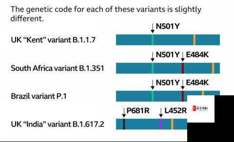 关于 japonensisJAVA15 的独特探索与发现