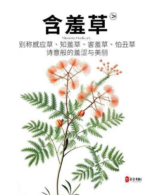 杰出的水蜜桃香蕉含羞草的奇妙之旅