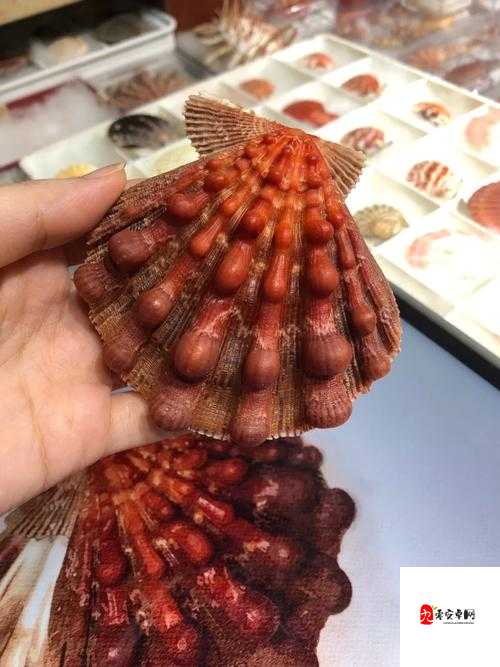 我的小扇贝真好看呀，你喜欢吗