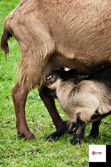 羊的水门是什么？人能否进入羊的水门吗？