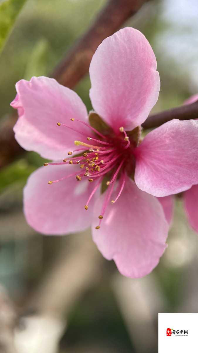 494949 大但人文艺术瓣开：探索其丰富内涵与独特魅力