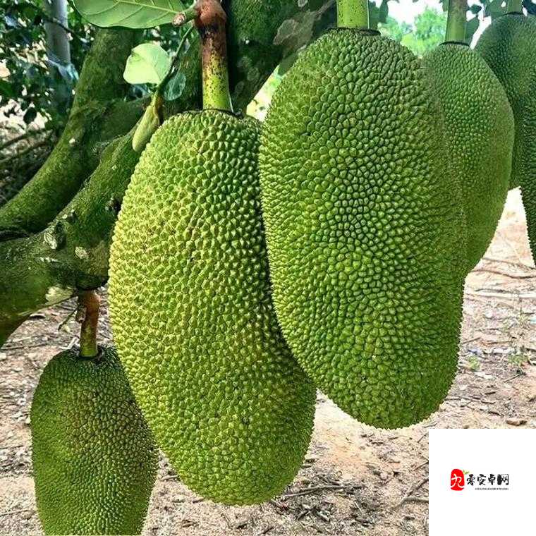 亚精产品一三三三菠萝蜜的独特风味与魅力