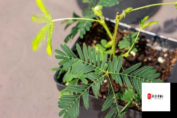 含羞草实验所隐藏 2024：一场引人深思的科学实验