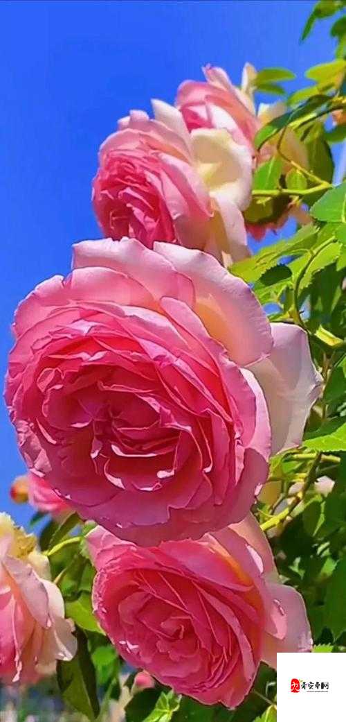 令人陶醉的ⅩXⅩ美