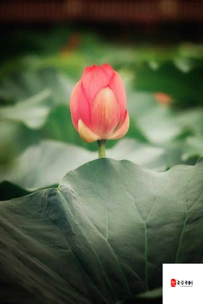 极具震撼的 696969 大但蕴含深厚人文艺术价值