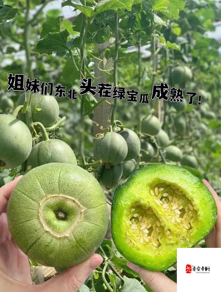 51 吃瓜：今日吃瓜必吃，精彩不容错过