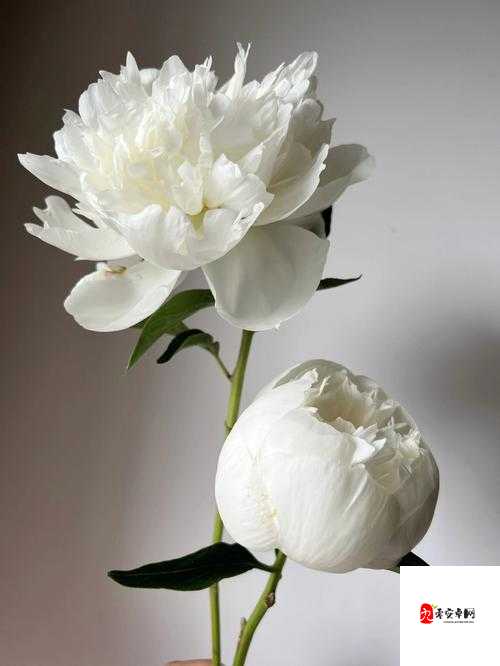 香软玉滑(林芍药)_：她的美丽与风情