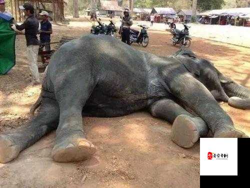 警察手脚被绑嘴被封：一场离奇的绑架案背后的真相