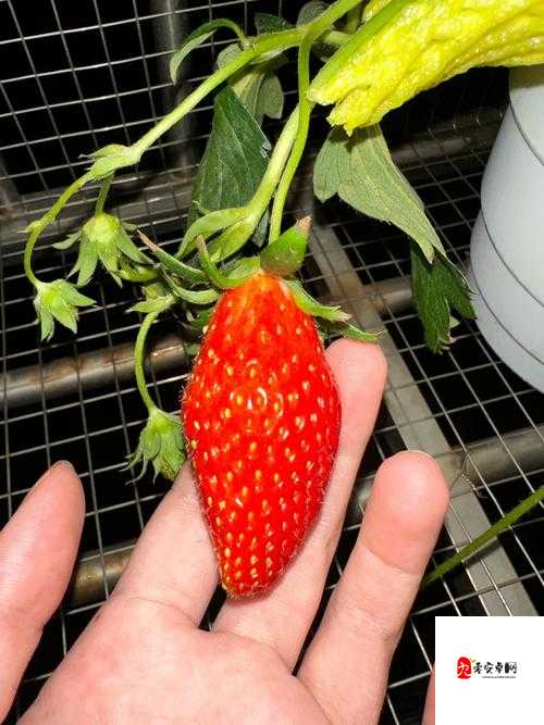 香蕉西瓜草莓茄子视频 APP：精彩内容等你来探索